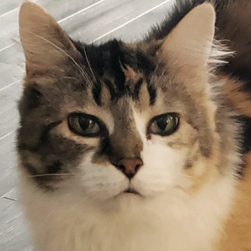 Meet your Posher, Calli